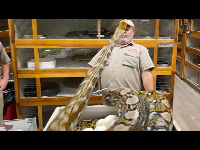 Giant Python Got TOO CLOSE 😬