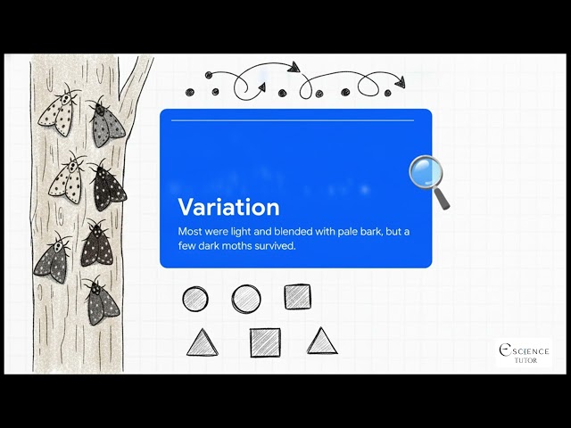 How to Explain Natural Selection: The Peppered Moth Case Study (IGCSE Biology)