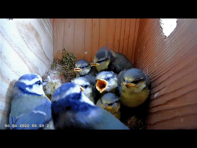Blue Tit Nest Box - 6 Chicks - 55 Days of Nesting, Egg Laying, Hatching, Feeding & Fledging