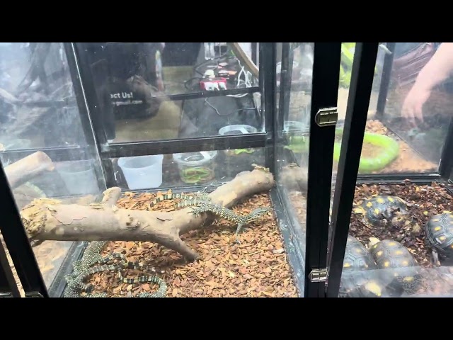 Expo reptil 2024