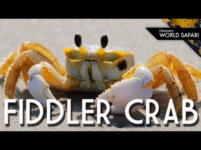 For Fiddler Crabs, Size Matters