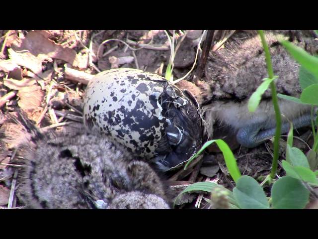 Killdeer (bird) Hatching From Its Egg