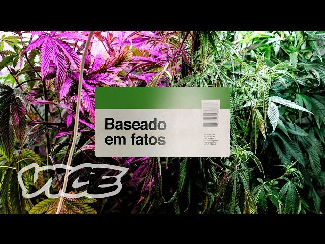 Baseado em Fatos: a legalização da Cannabis no Brasil