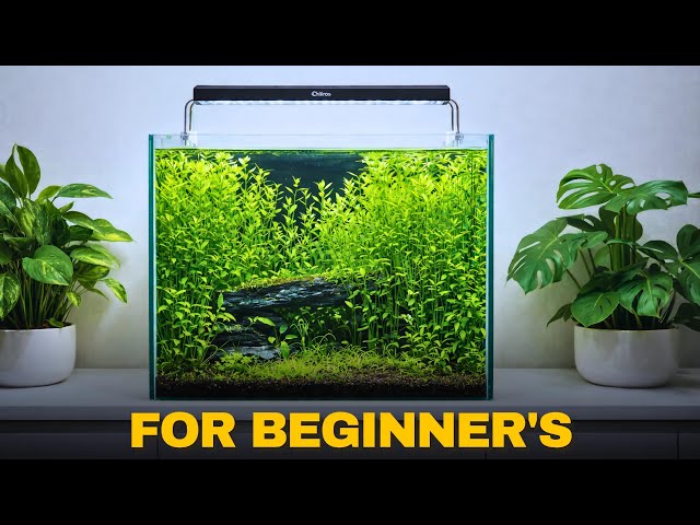 Basic planted Tank Setup For Beginners | Low-Tech Aquarium Setup Easy Steps