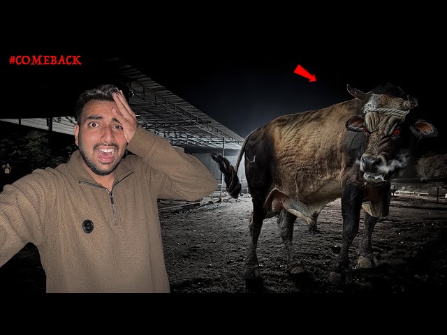 Jersey Bull Fir Aa Gaya🦬😭Raat 11 Baje Comeback😰