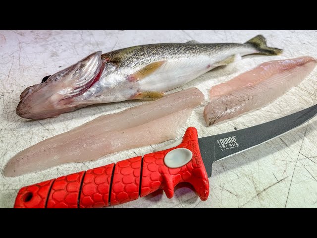 How To Get The PERFECT Walleye Fillet EVERY Time!