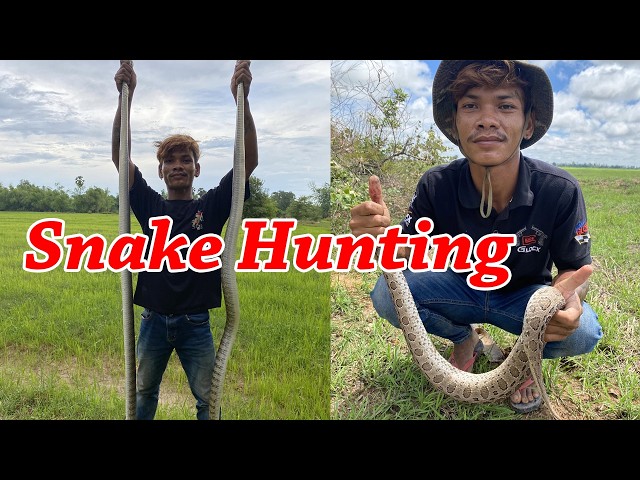 Hunting a Monster Python at Night, Biggest Python We Ever Caught