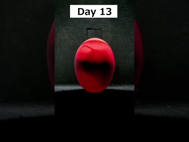 Egg Candling from Day 1 to 21 #eggcandling #candling #egghatching #hatching #youtubeshorts