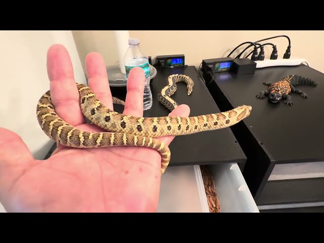 The daily grind of keeping a snake collection:#hognosesnake #reptiles #snake #animals #hogs #pets 
