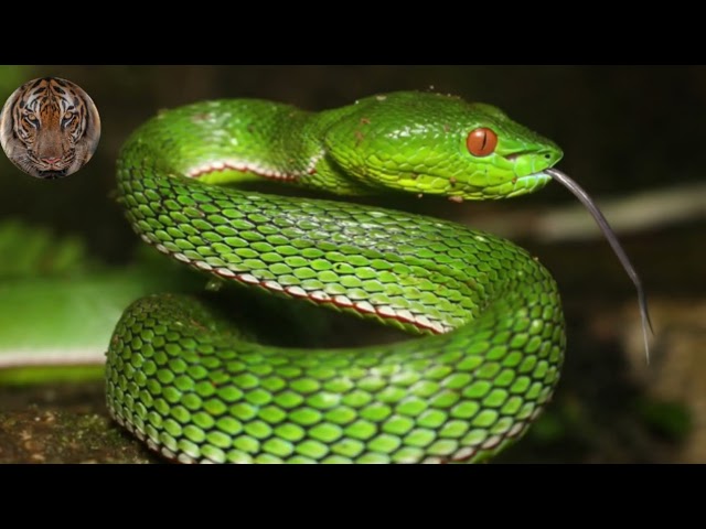 What If Giant Pythons Ruled the World?