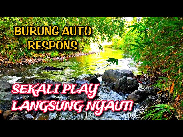 Terapi Burung Air Mengalir & Hutan Asli,  yang Membuat Burung Cepat Merespons
