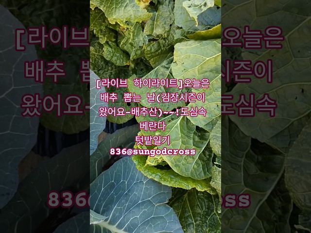 [라이브 하이라이트]오늘은 배추 뽑는 날(김장시즌이 왔어요)~~!-도심속 베란다 텃밭일기836@sungodcross