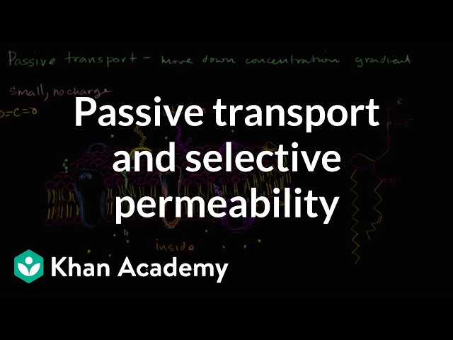 Passive transport and selective permeability | Biology | Khan Academy