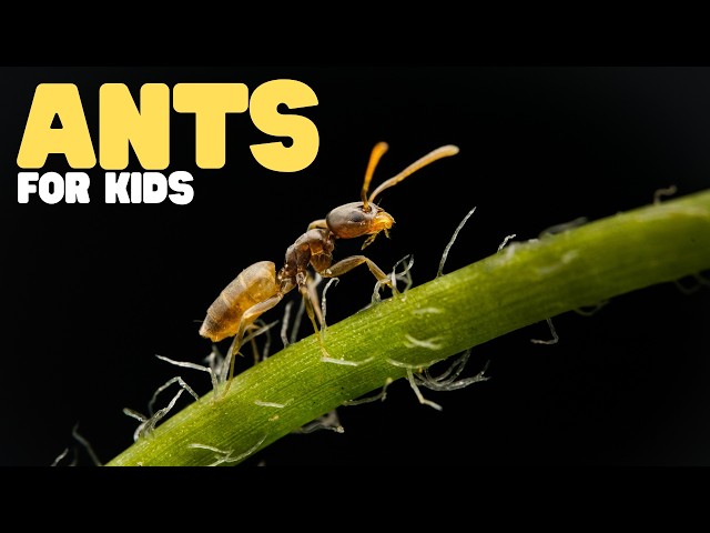 Ants for Kids | Learn all about these irritating but important insects