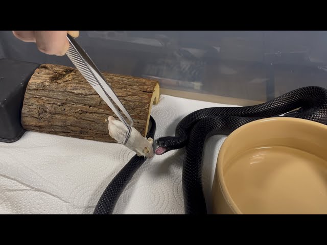 AODA | Mexican Black Kingsnake | #feeding #highlights 🖤🎬 (26.01.26)
