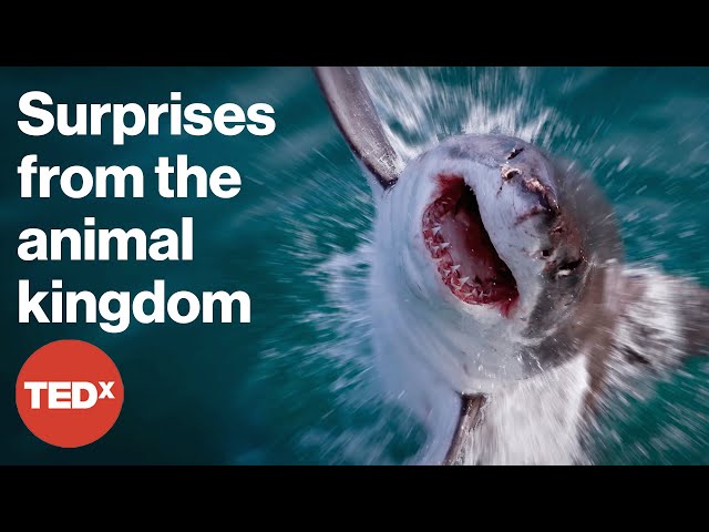 TEDx's wildest animal talks