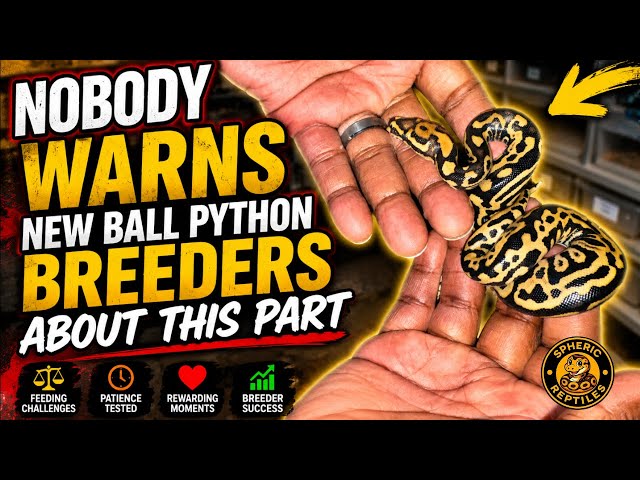 Hatching Ball Pythons Is the Easy Part… Then THIS Starts
