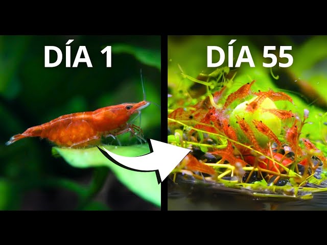 I Reproduced Shrimp for the FIRST TIME (Video Process)