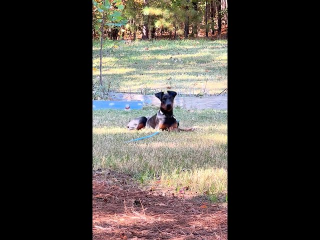 Pinecone deconstruction