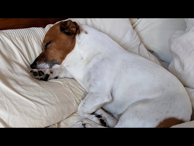 r/rarepuppers | Murphy has a self portrait on his chest!