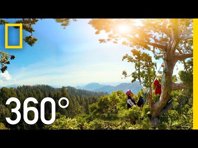 360° Giant Sequoias on a Changing Planet – Part 2 | National Geographic