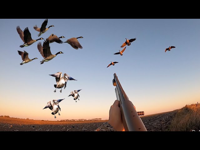 These Geese Were Too Close! (Duck and Goose Hunting)