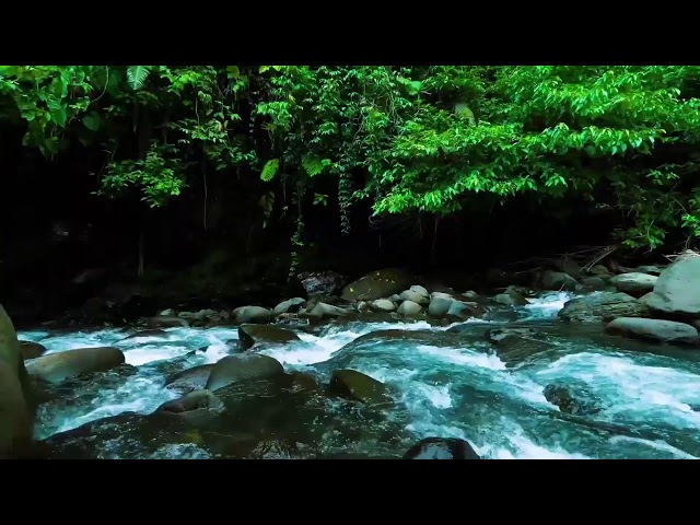 Dark Jungle River Flow – Deep Sleep Nature Sound with Rushing Water Sound