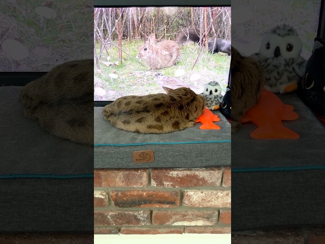 Meditation Music for Controlled Breathing 🧘 | 4K HDR Cat & Nature Scene #shorts #ZenMusic