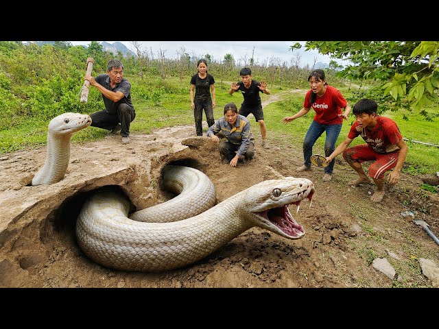 Brave Expert Hunts Down and Captures a Huge White Python