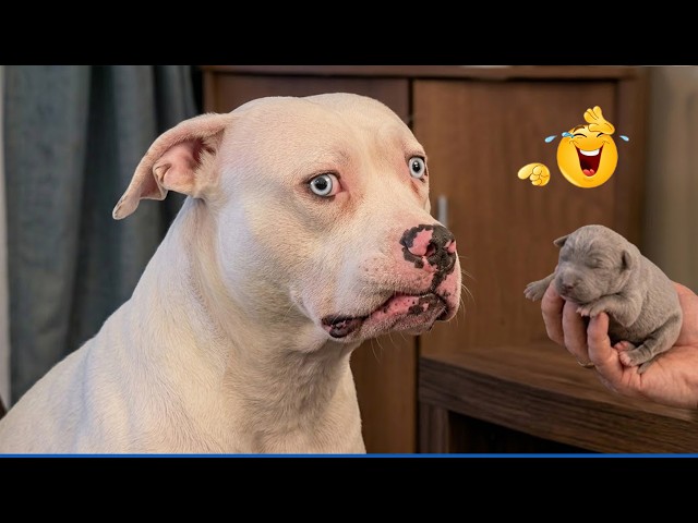 Impossible Not To Laugh 🤣 Funniest Dog Moments!