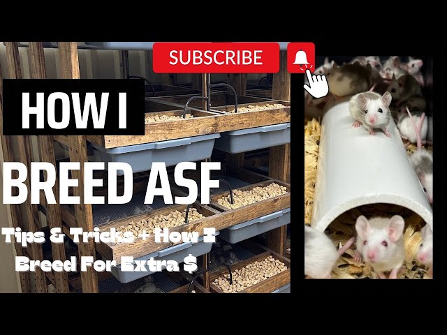 Tips and tricks on how to breed your own rodents‼️
