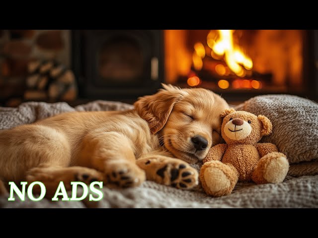 24 Hours of Dog Calming Music🐶🎵Anti-Separation Anxiety Relief Music🎵💖Music to Relax Dogs💖No Ads