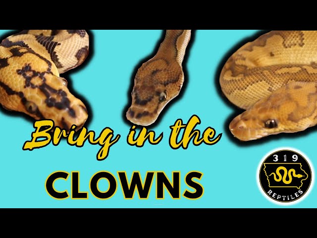 All About The Clown Ball Python Morph #snakevideo