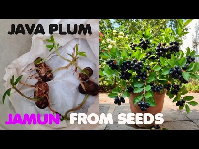 How To Grow Java Plum From Seeds - Black Plum| JAMUN Tree Growing From Seeds-Sprouting Seeds