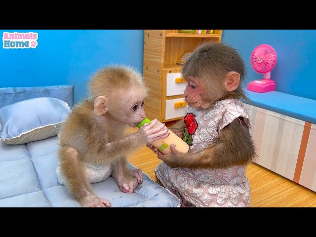 Baby Monkey BiBi helps dad cook breakfast for baby monkey OBi Funny Videos Amimails