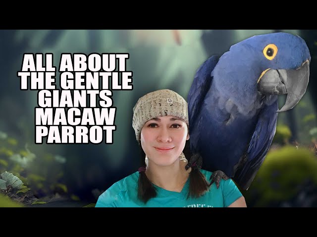 THE BIGGEST AND MOST EXPENSIVE PARROTS IN THE WORLD | Hyacinth Macaw