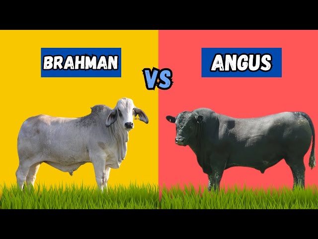 Brahman vs Angus the Best Cattle for Meat Production