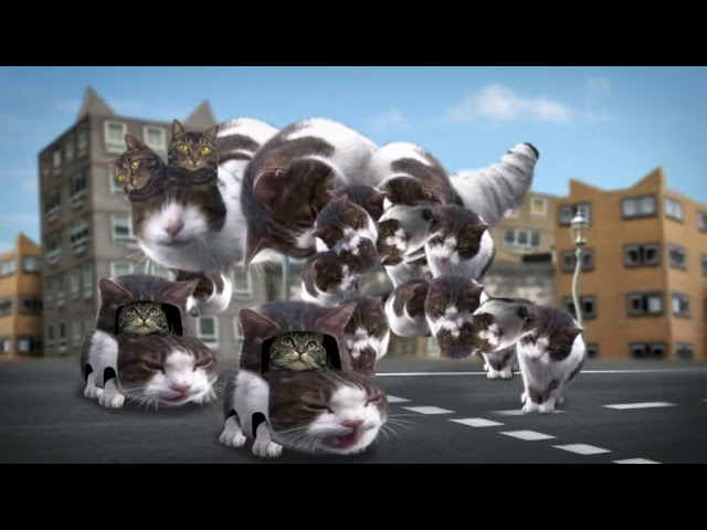 Welcome to Kitty City