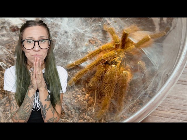 Breeding my MEANEST Tarantula!! OBT Pairing and ESCAPE!