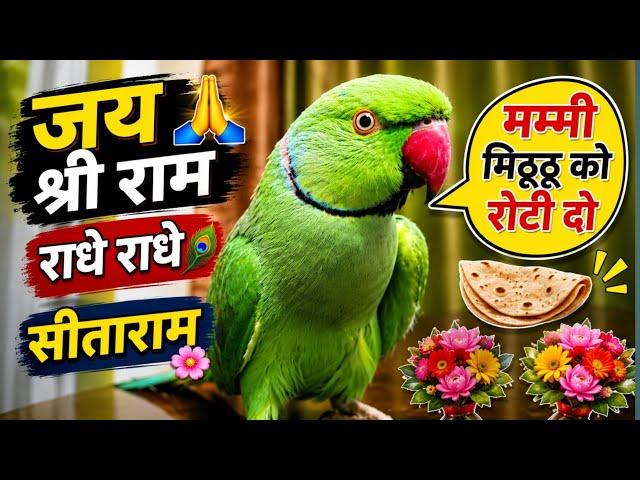 Parrot Talking Jai Shree Ram 🙏 | Radhe Radhe | Sita Ram | Mummy Papa | Mummy Mithu Ko Roti Do 🦜
