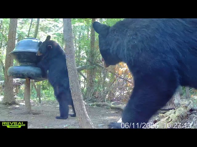 Giant Papa Bear Keeps Watch While Mamma Bear Grabs a Snack