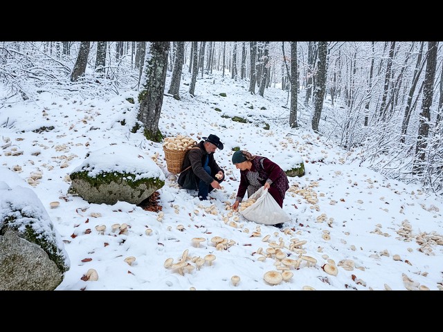 In Freezing Snowy Weather, Grandparents Harvest Mushrooms Under Snow on a 45° Mountain
