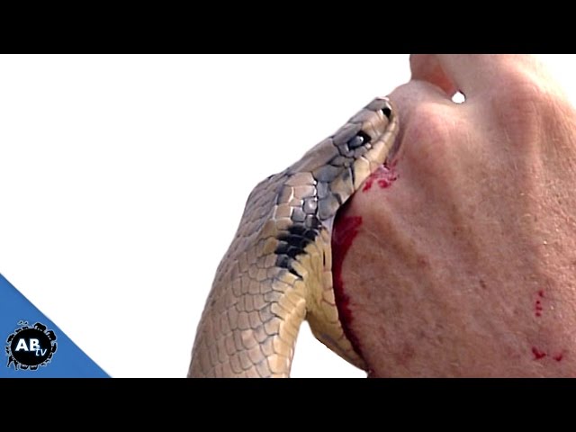Python Attacks Me Again! SnakeBytesTV -  Ep. 397: AnimalBytesTV