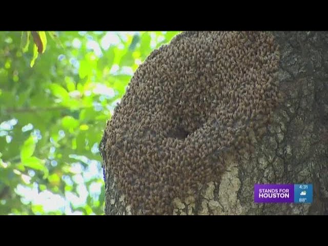 How to identify Africanized bees