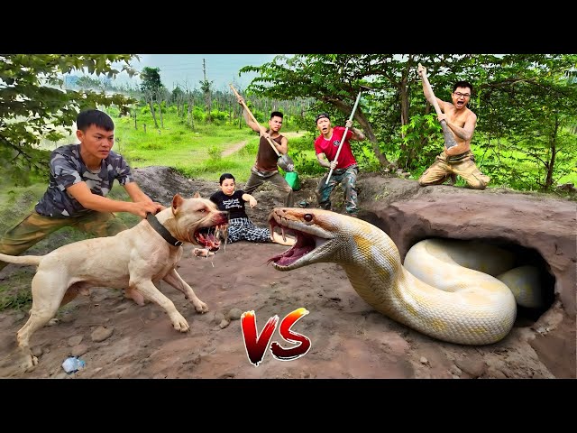 3 Brave Hunters Use Pitbull to Catch a Ferocious Giant White Python