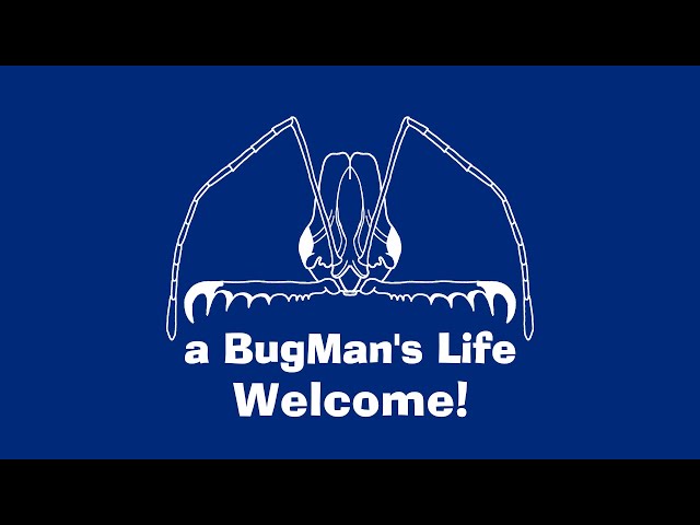 Welcome to A BugMan's Life