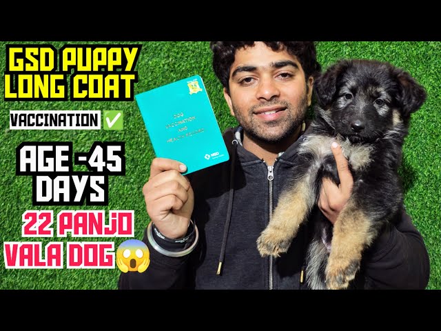 इतना Rare Puppy 😱 | Vaccinated Long Coat GSD | 22 Panje | 45 Days