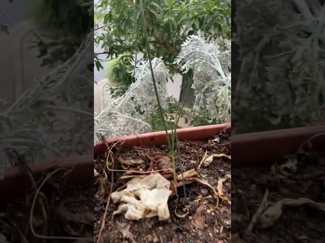 🌿 Adjusting to Drought: Lessons from My Zone 8 Patio Garden