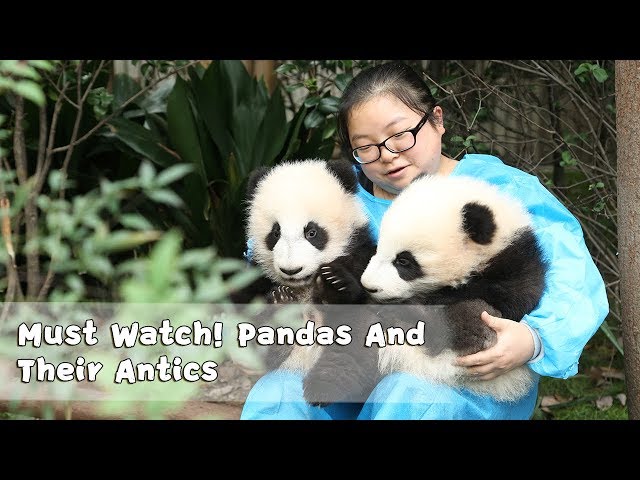 Must Watch 4 ! Pandas And Their Antics | iPanda