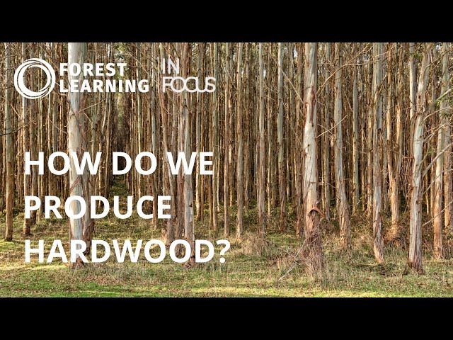 How do we produce hardwood?  ForestLearning